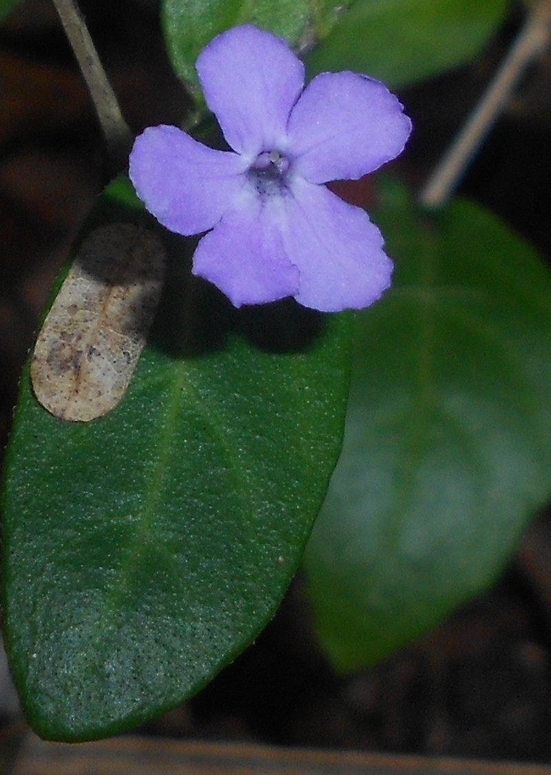 False Philippine Violet photo 4