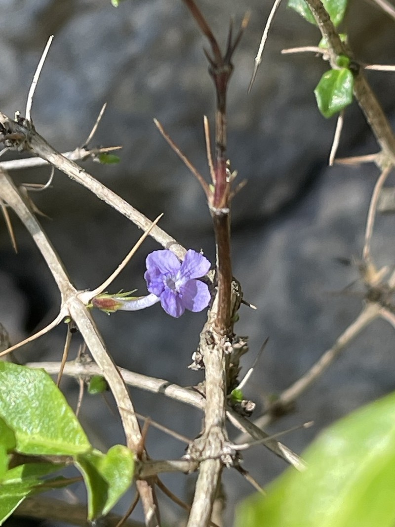 False Philippine Violet photo 5