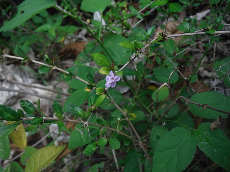 False Philippine Violet photo 6