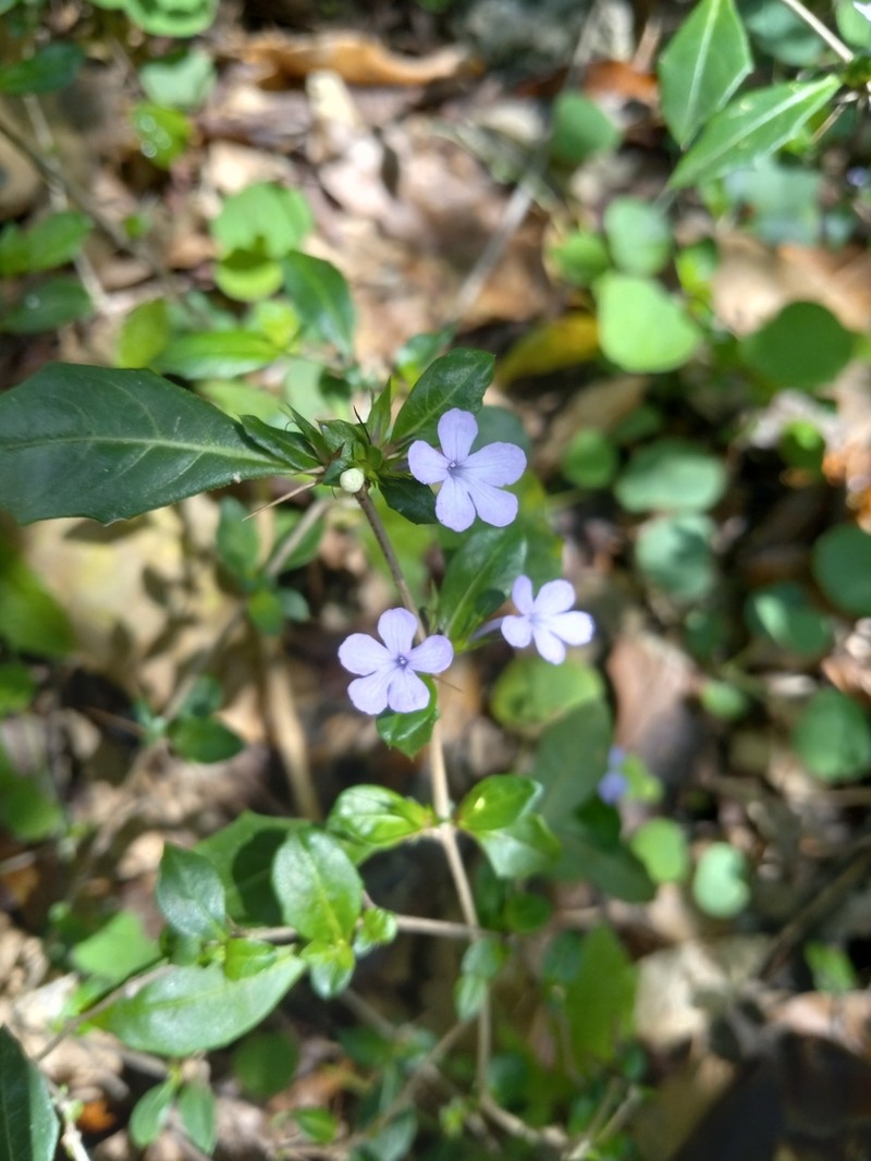 False Philippine Violet photo 7