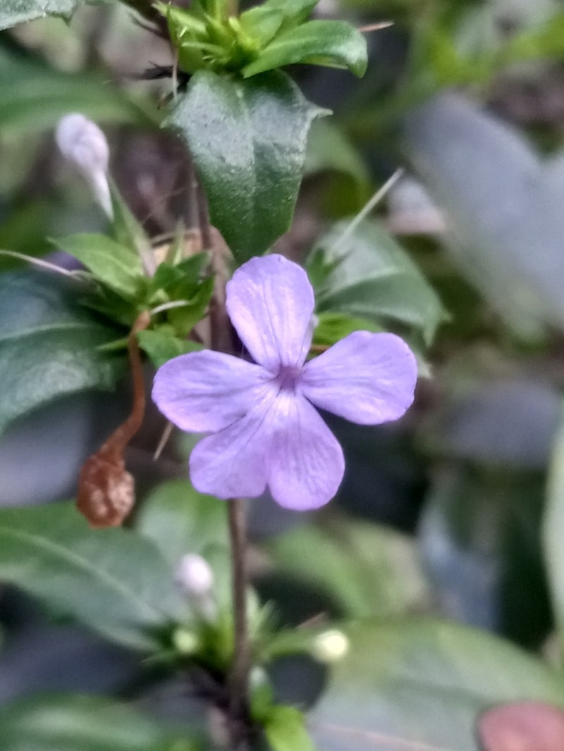 False Philippine Violet photo 8