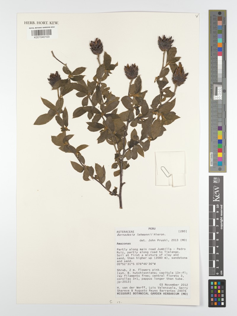 Barnadesia lehmannii var. lehmannii
