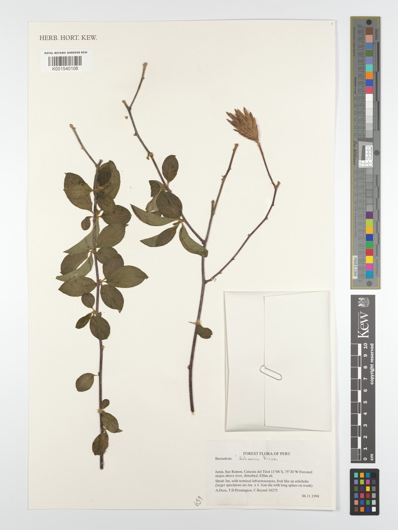 Barnadesia lehmannii var. lehmannii photo 2