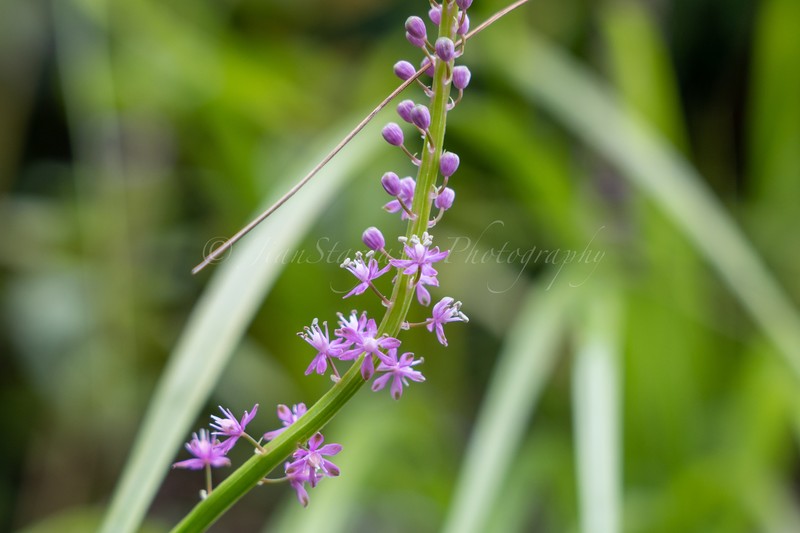 Barnardia japonica var. japonica