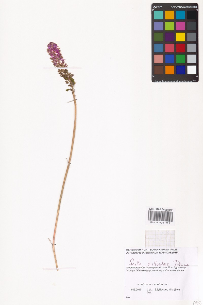 Barnardia japonica var. japonica photo 2