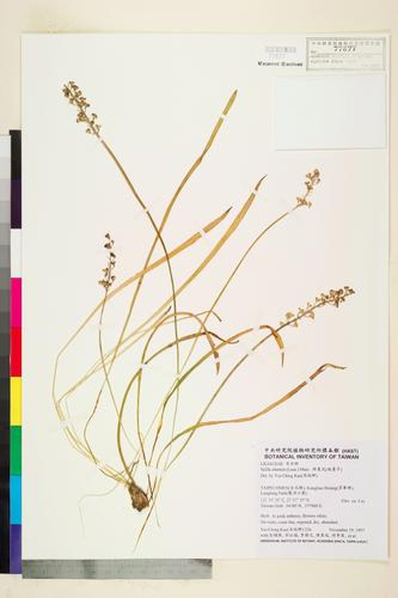 Barnardia japonica var. japonica photo 4