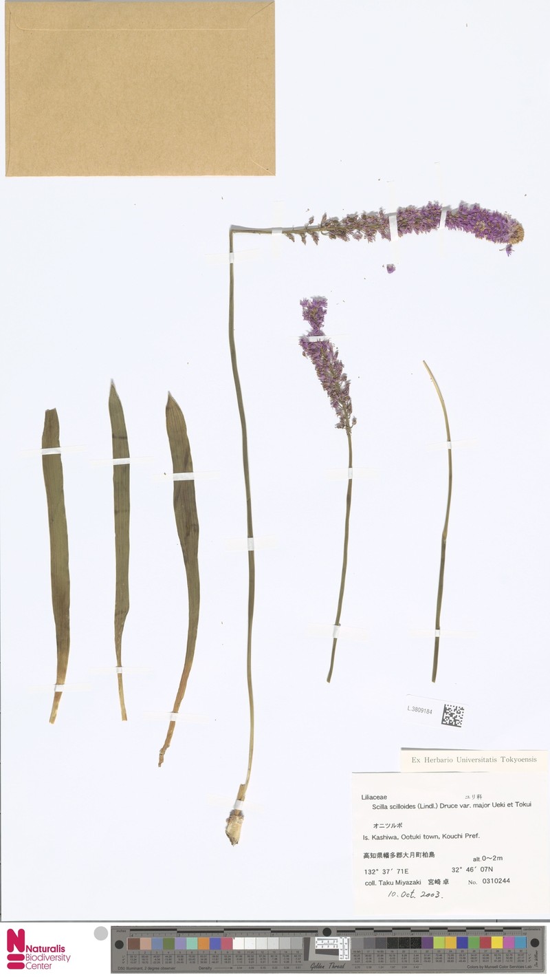 Barnardia japonica var. major
