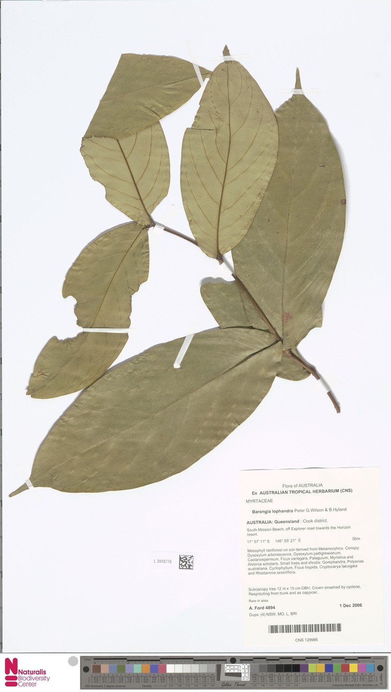 Barongia lophandra
