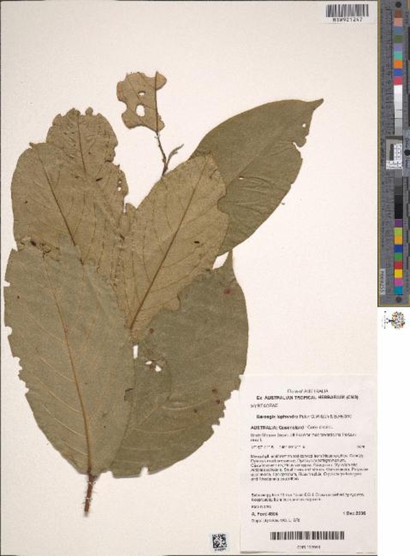 Barongia lophandra photo 2