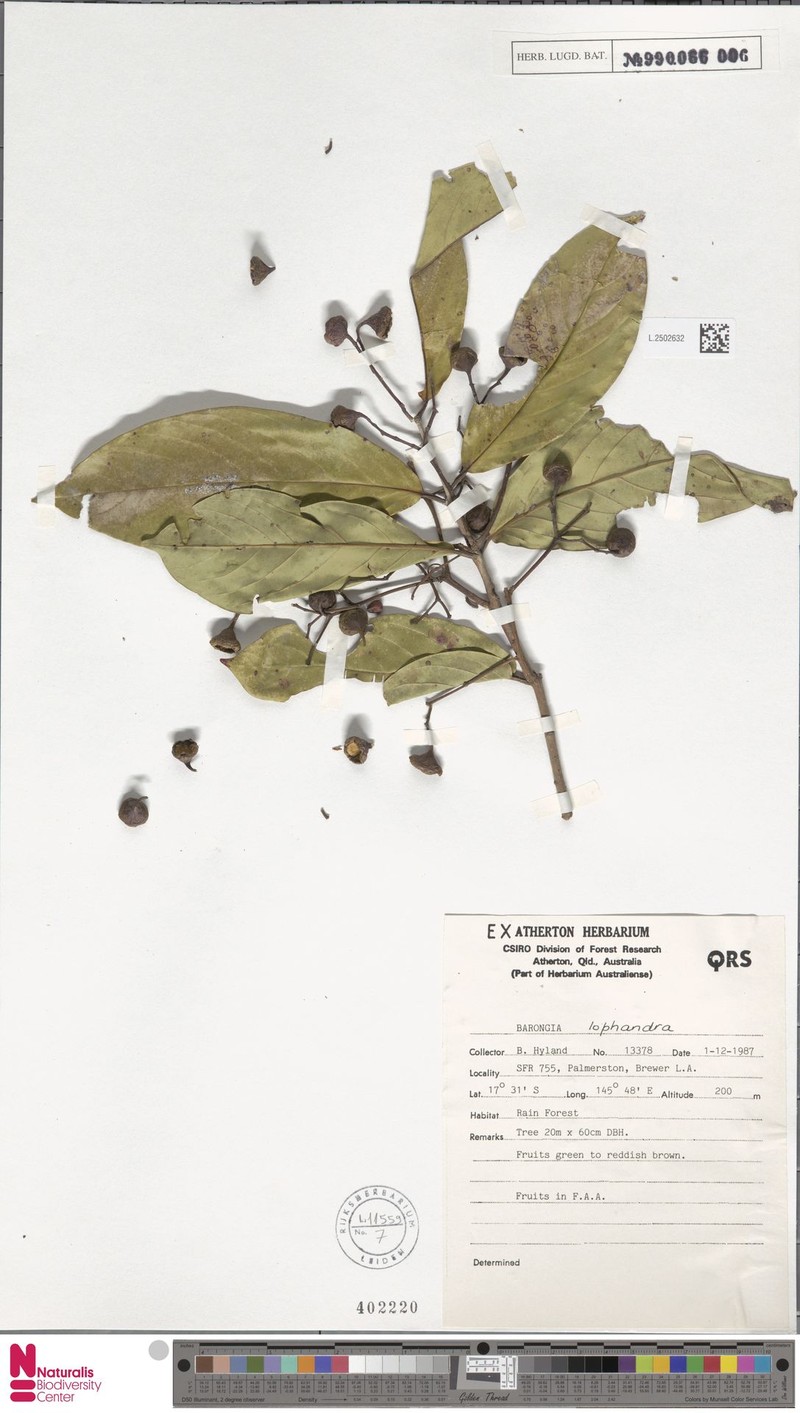 Barongia lophandra photo 3