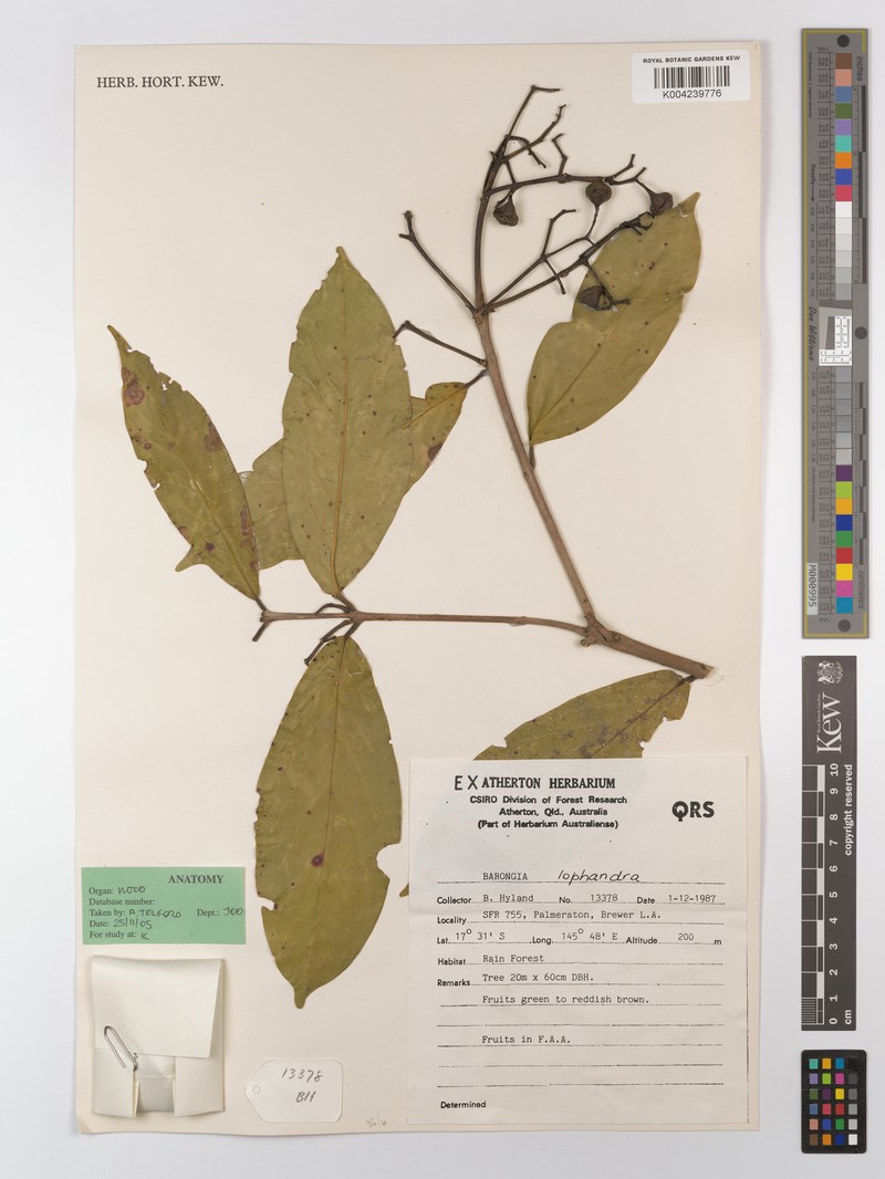 Barongia lophandra photo 4