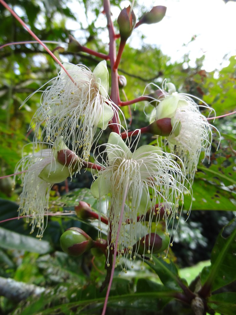 Barringtonia racemosa