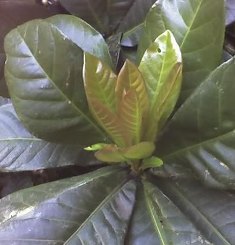 Barringtonia racemosa photo 3