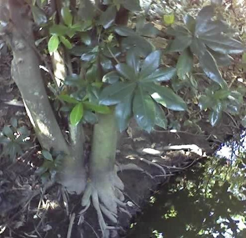 Barringtonia racemosa photo 4