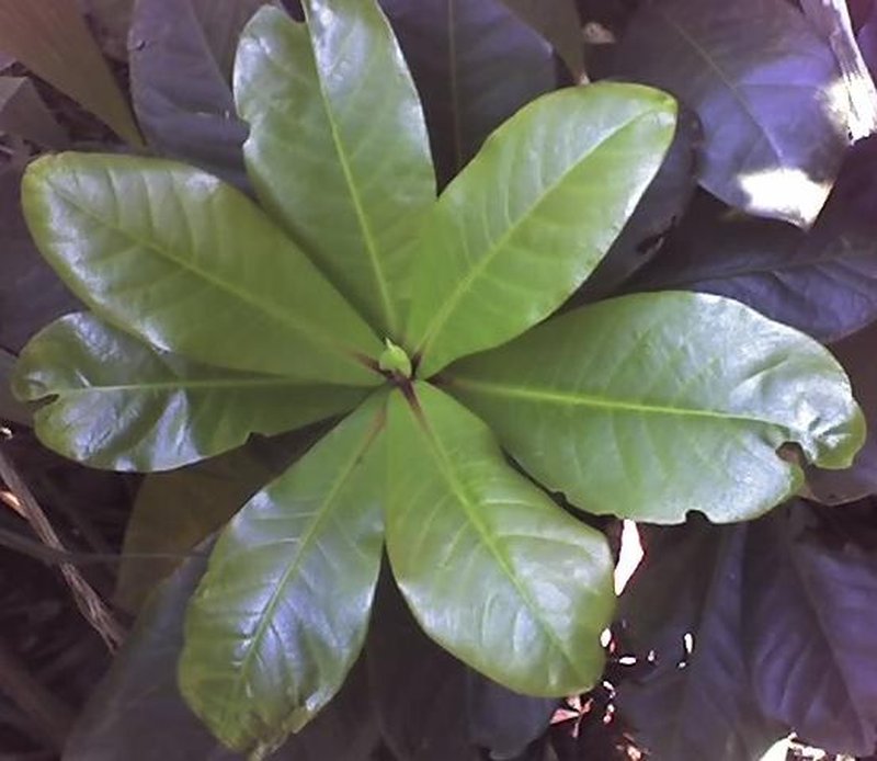 Barringtonia racemosa photo 5