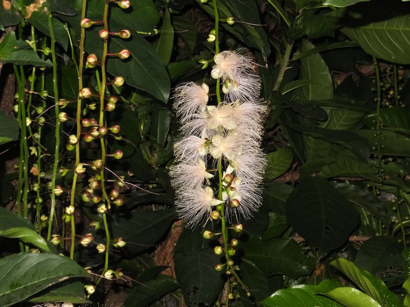 Barringtonia racemosa photo 7