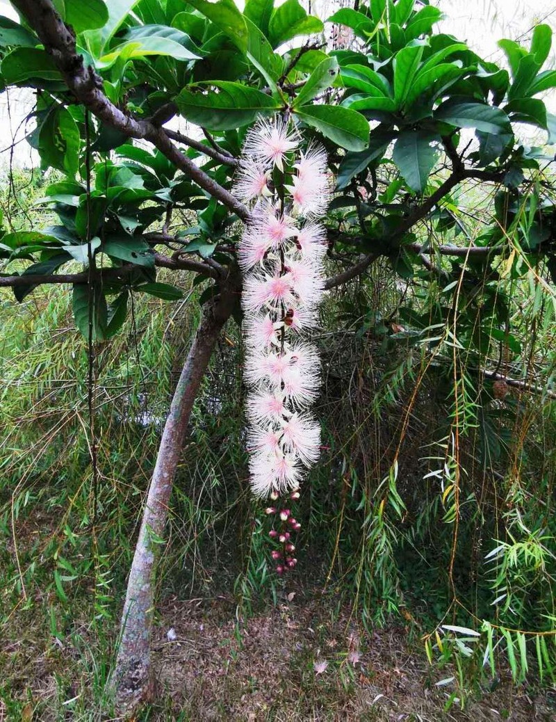 Barringtonia racemosa photo 8