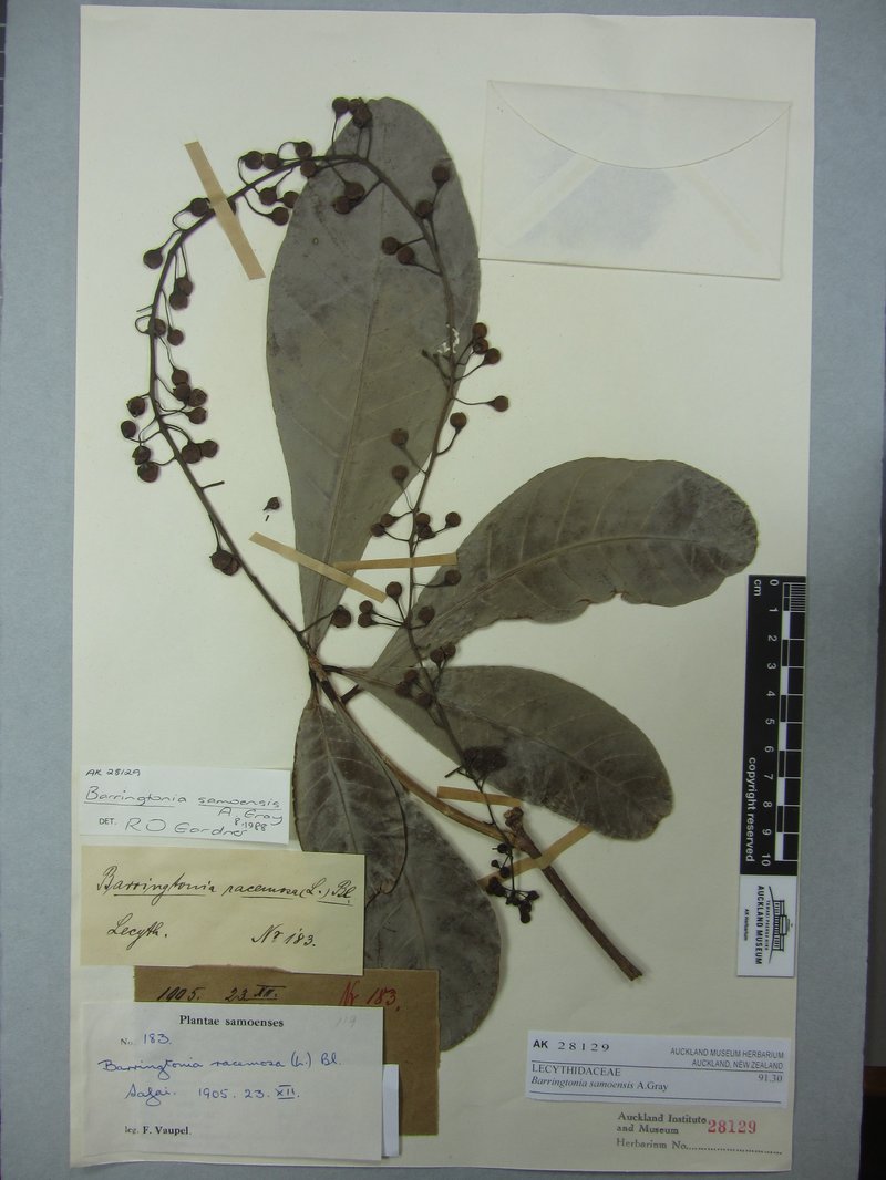 Barringtonia samoensis