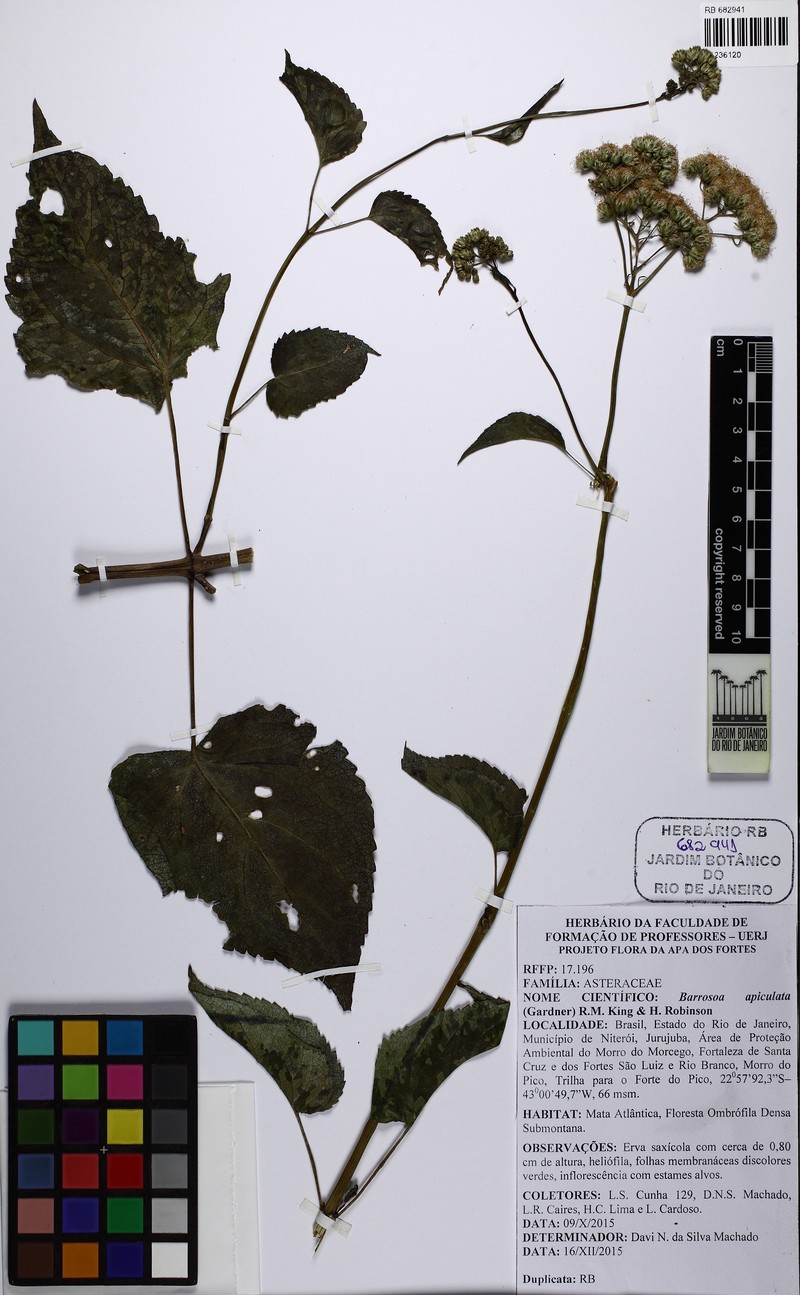 Barrosoa apiculata