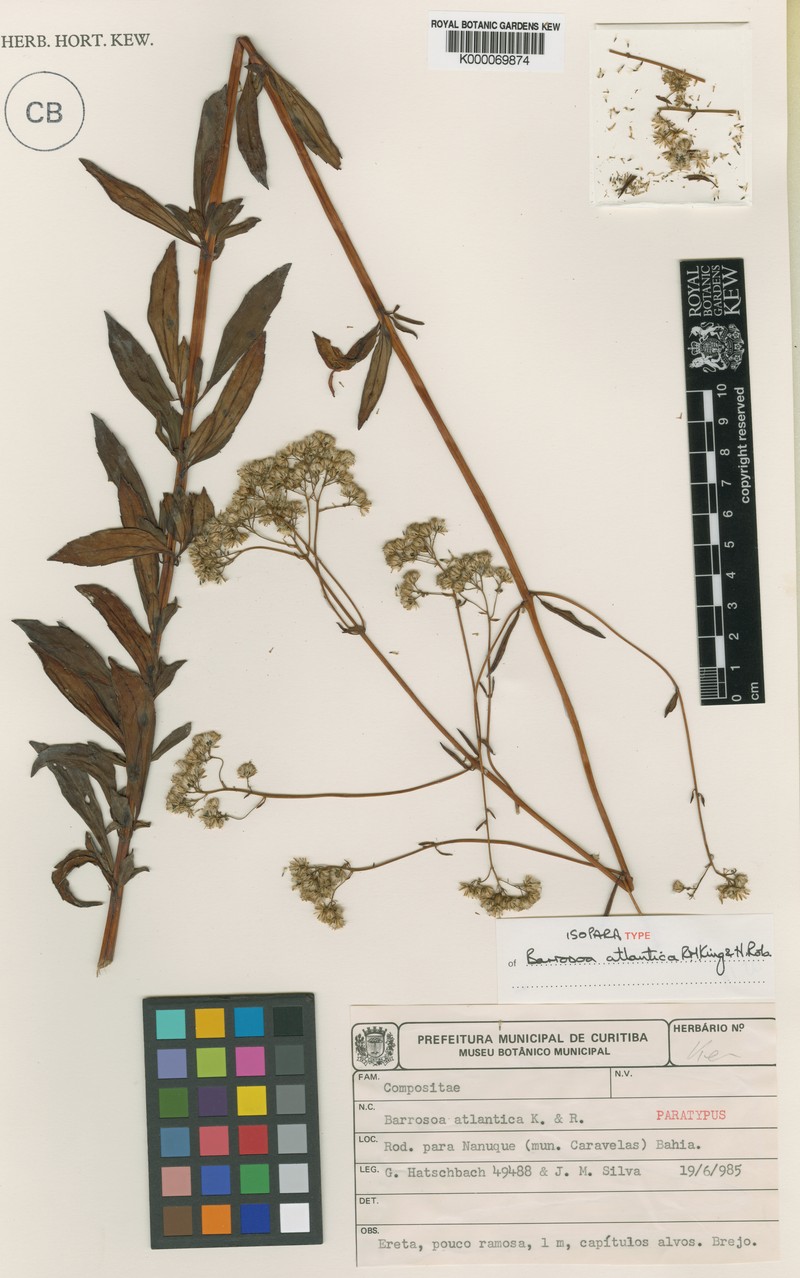 Barrosoa atlantica