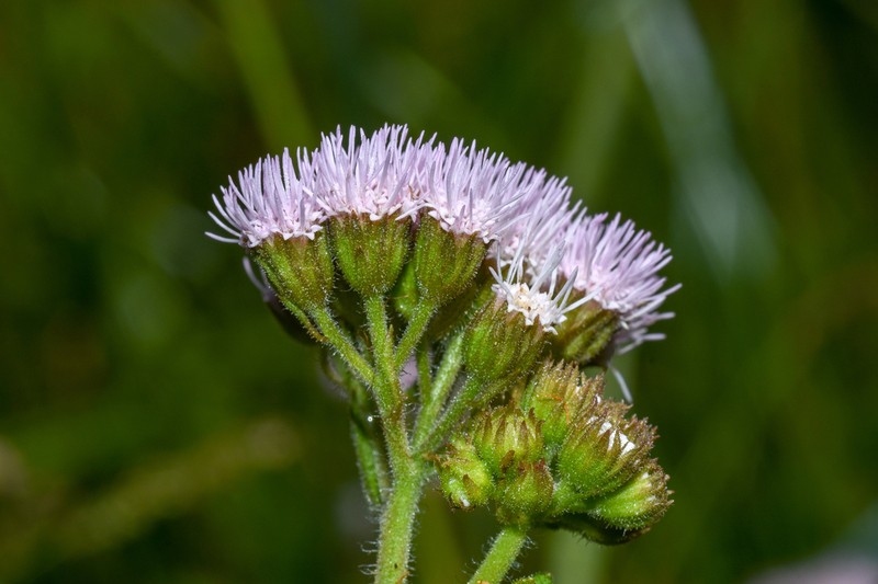 Barrosoa betoniciformis