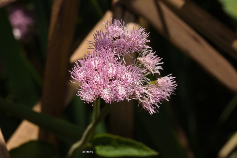 Barrosoa betoniciformis photo 4