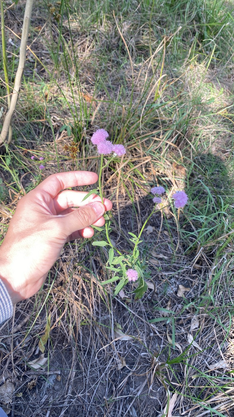 Barrosoa candolleana