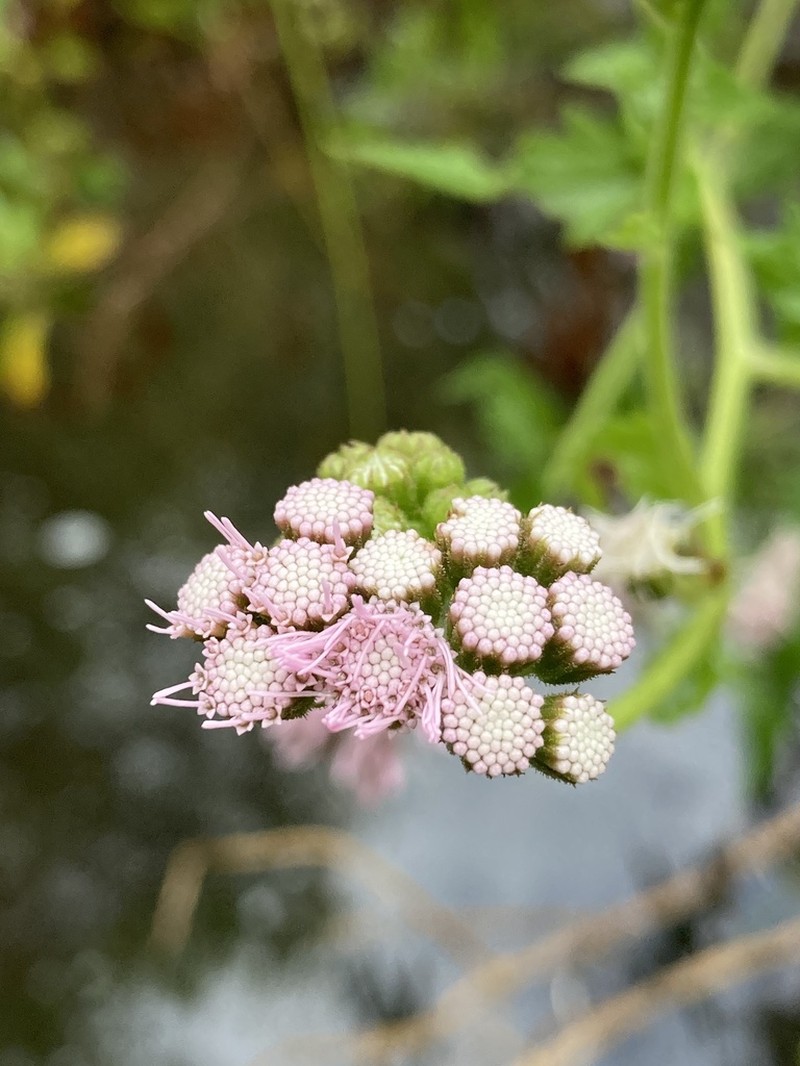 Barrosoa candolleana photo 3