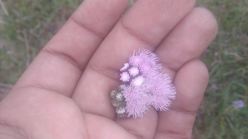 Barrosoa candolleana photo 4