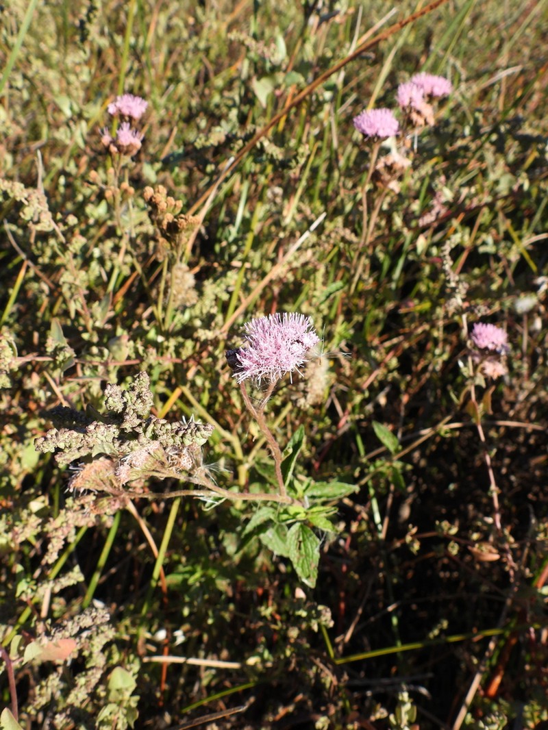 Barrosoa candolleana photo 5