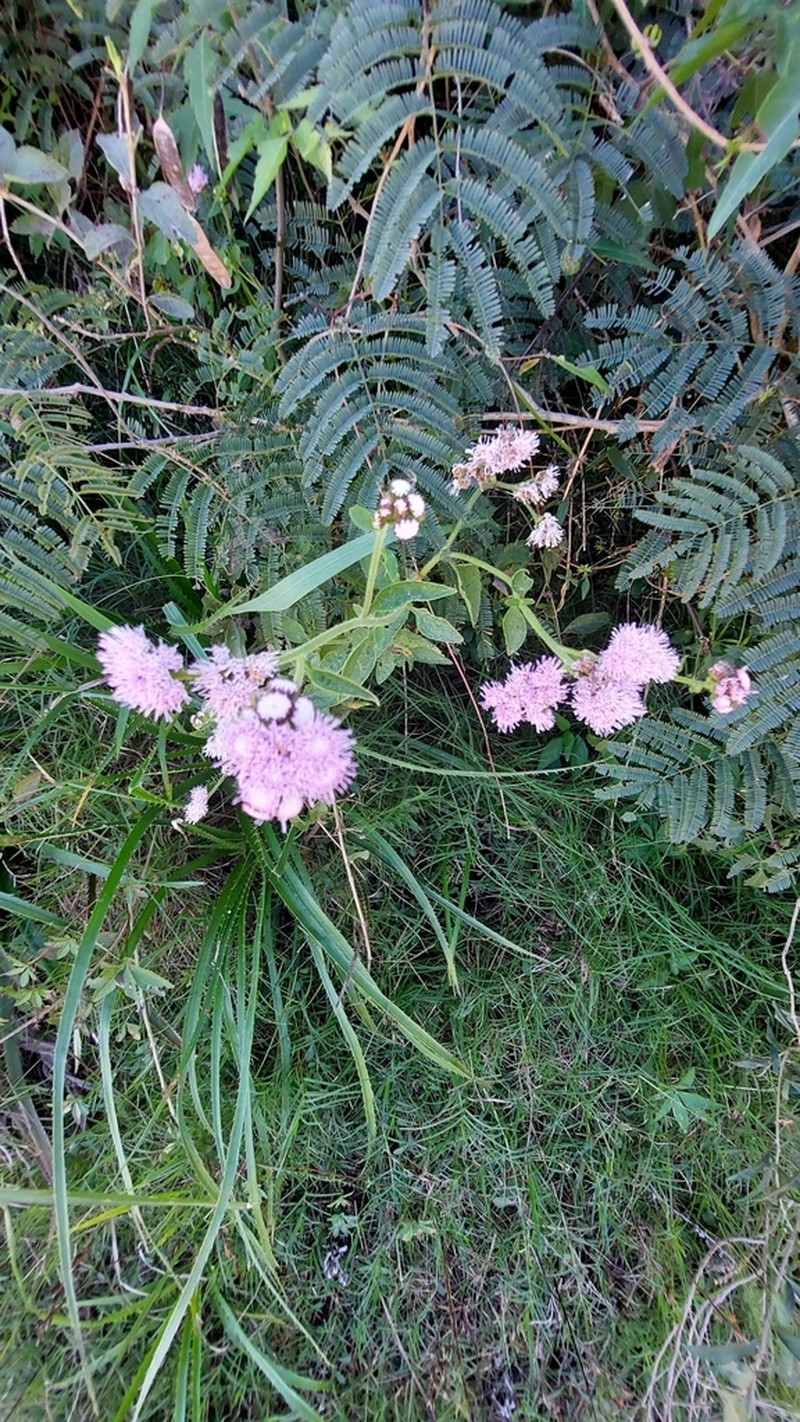 Barrosoa candolleana photo 7