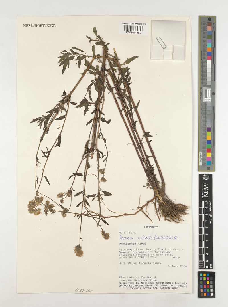 Barrosoa confluentis