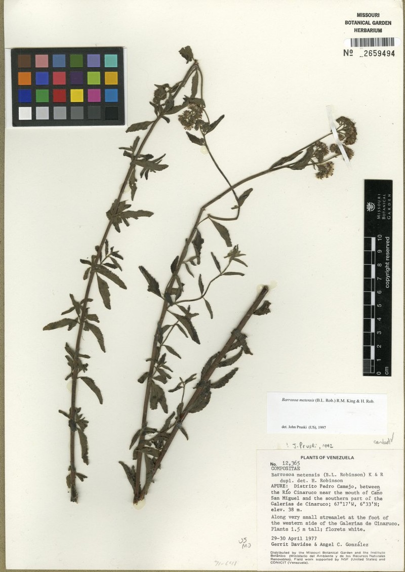 Barrosoa metensis