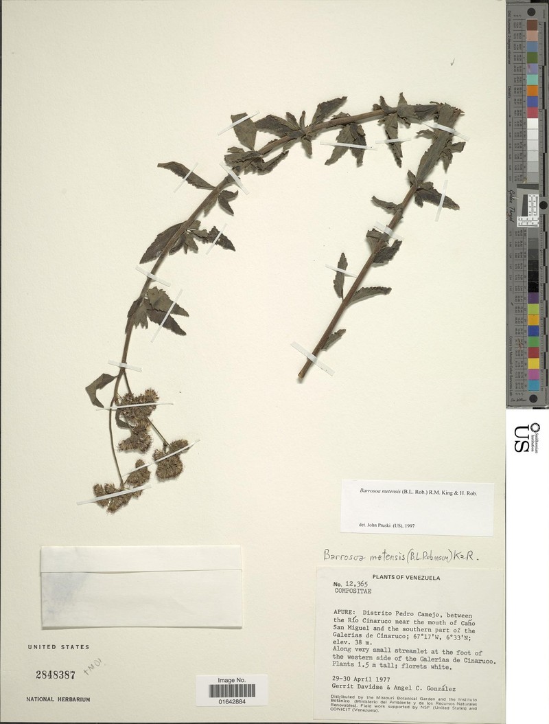 Barrosoa metensis photo 2