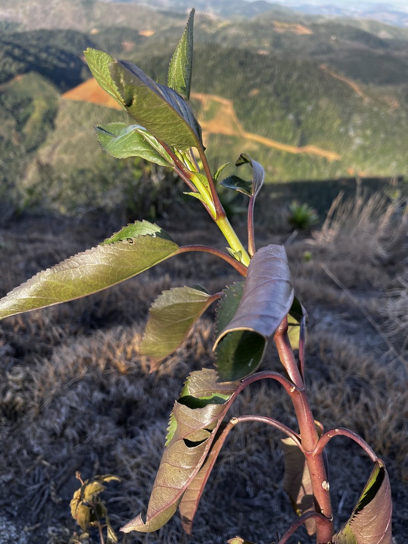 Barrosoa organensis