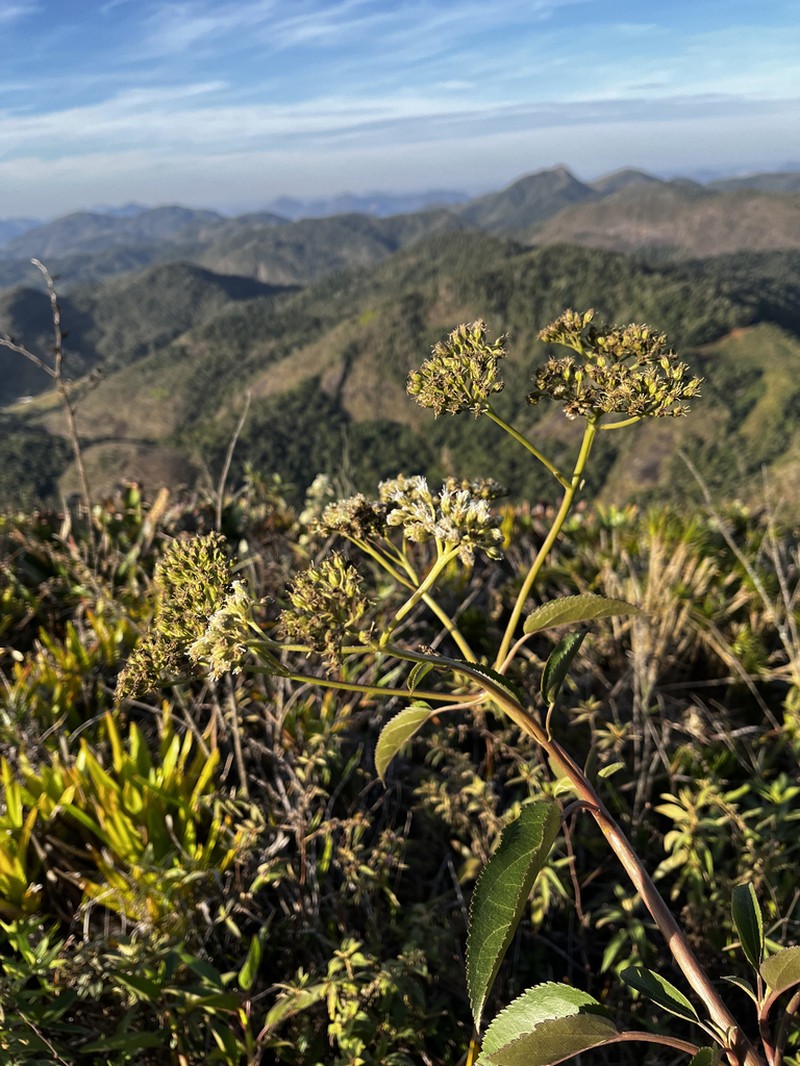 Barrosoa organensis photo 2