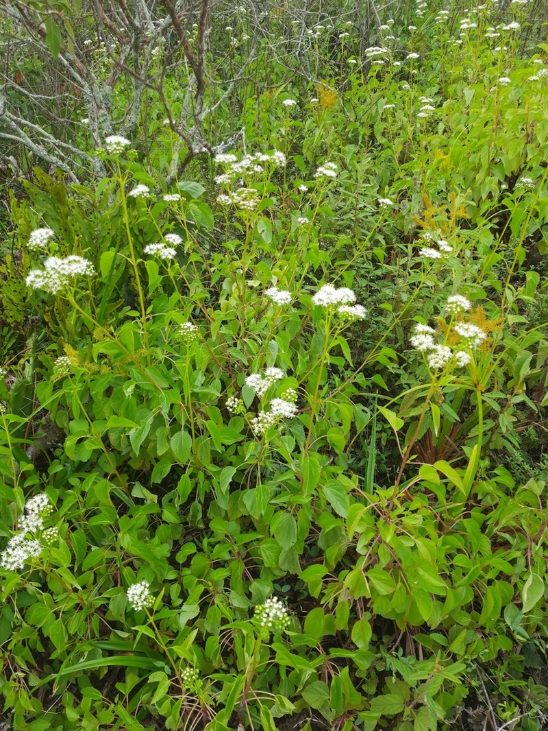 Barrosoa organensis photo 3