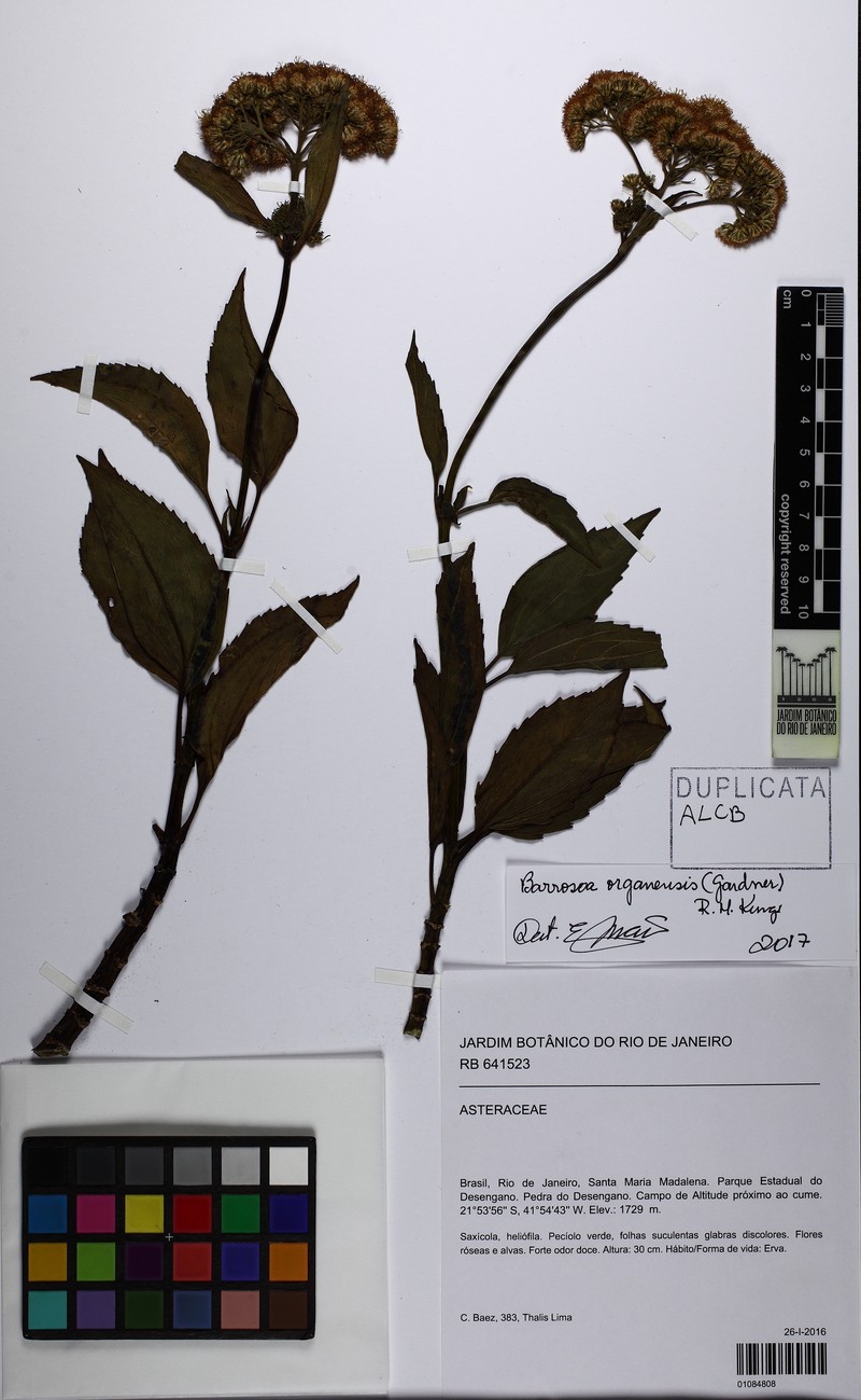 Barrosoa organensis photo 4