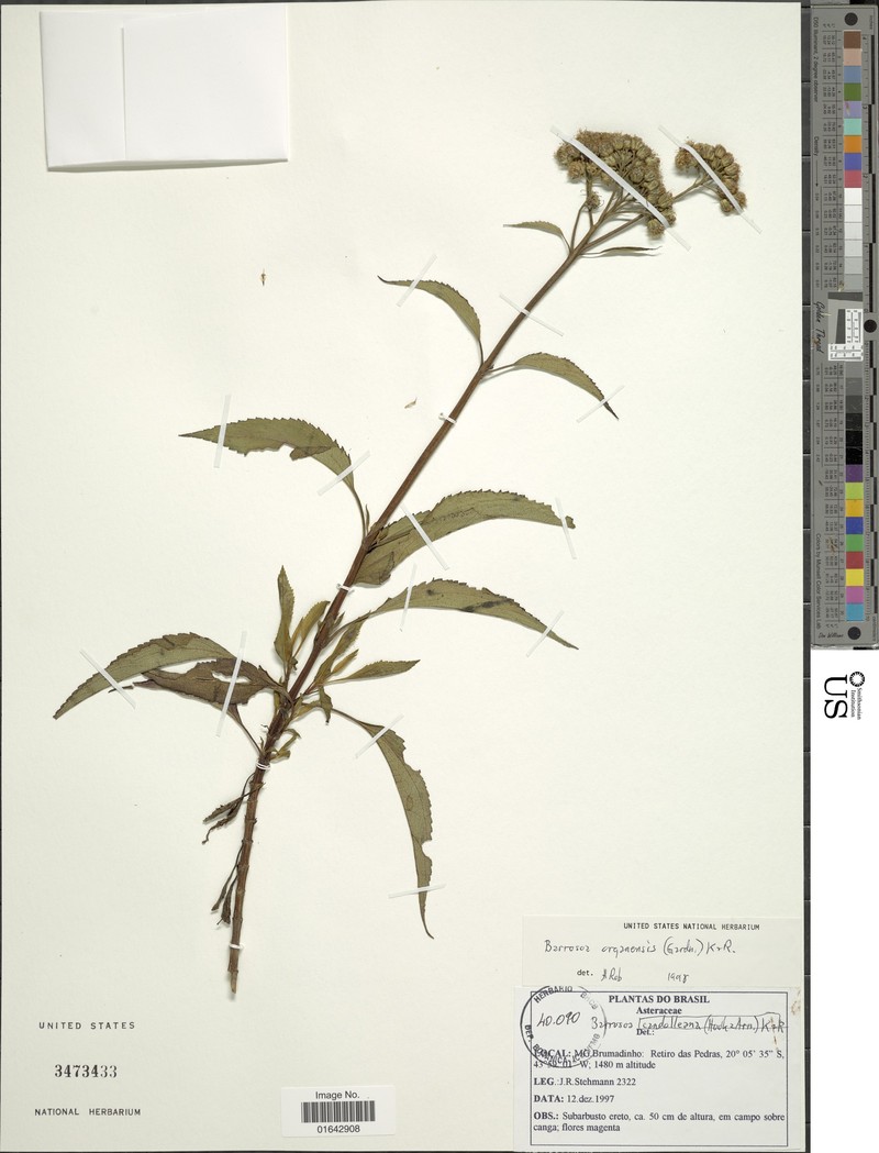 Barrosoa organensis photo 5