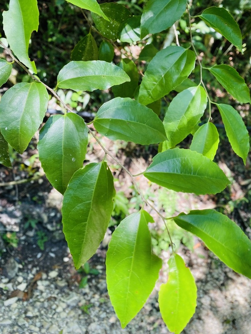 Bartholomaea sessiliflora