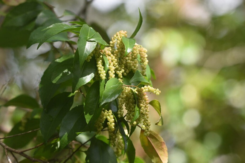Bartholomaea sessiliflora photo 2