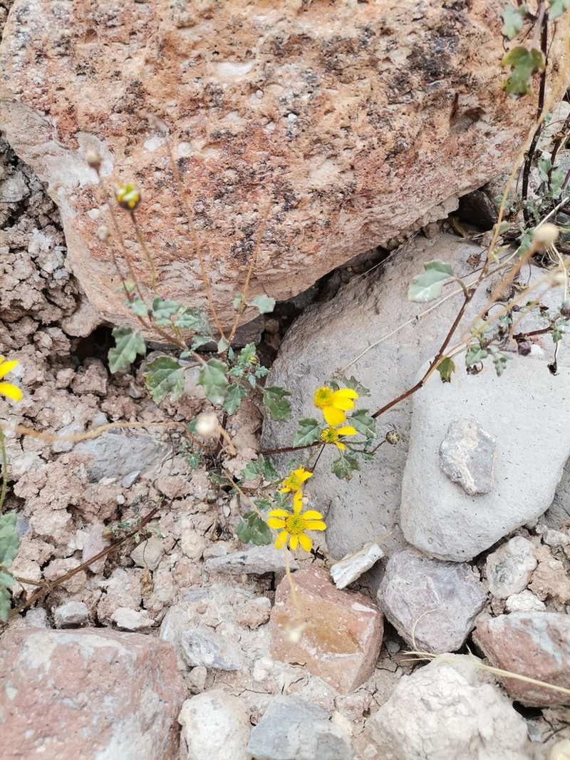 Bartlett Daisy photo 2