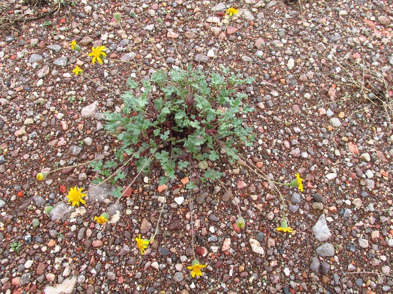 Bartlett Daisy photo 5