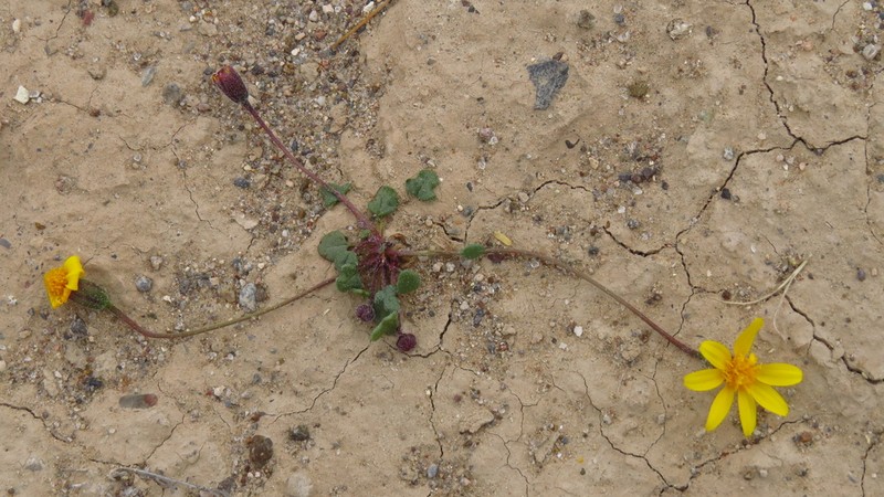 Bartlett Daisy photo 6
