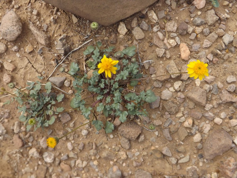 Bartlett Daisy photo 7