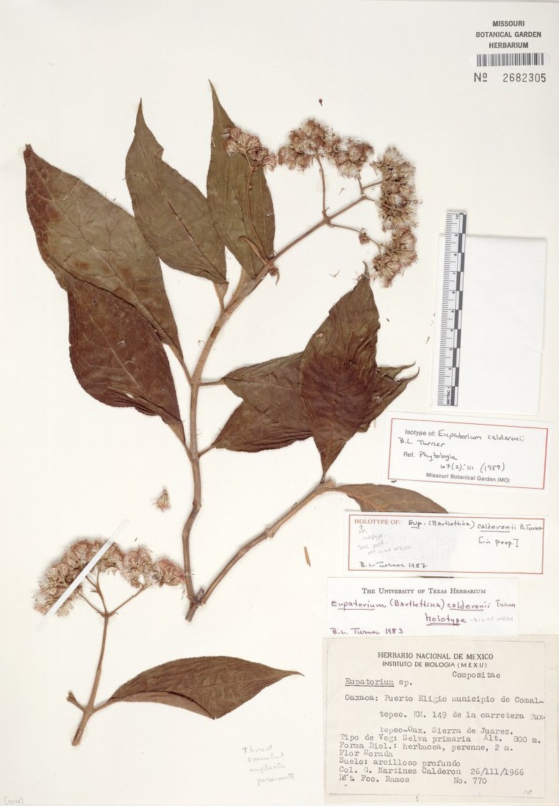 Bartlettina calderonii