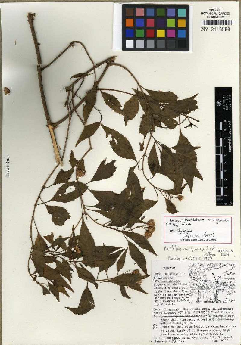 Bartlettina chiriquensis