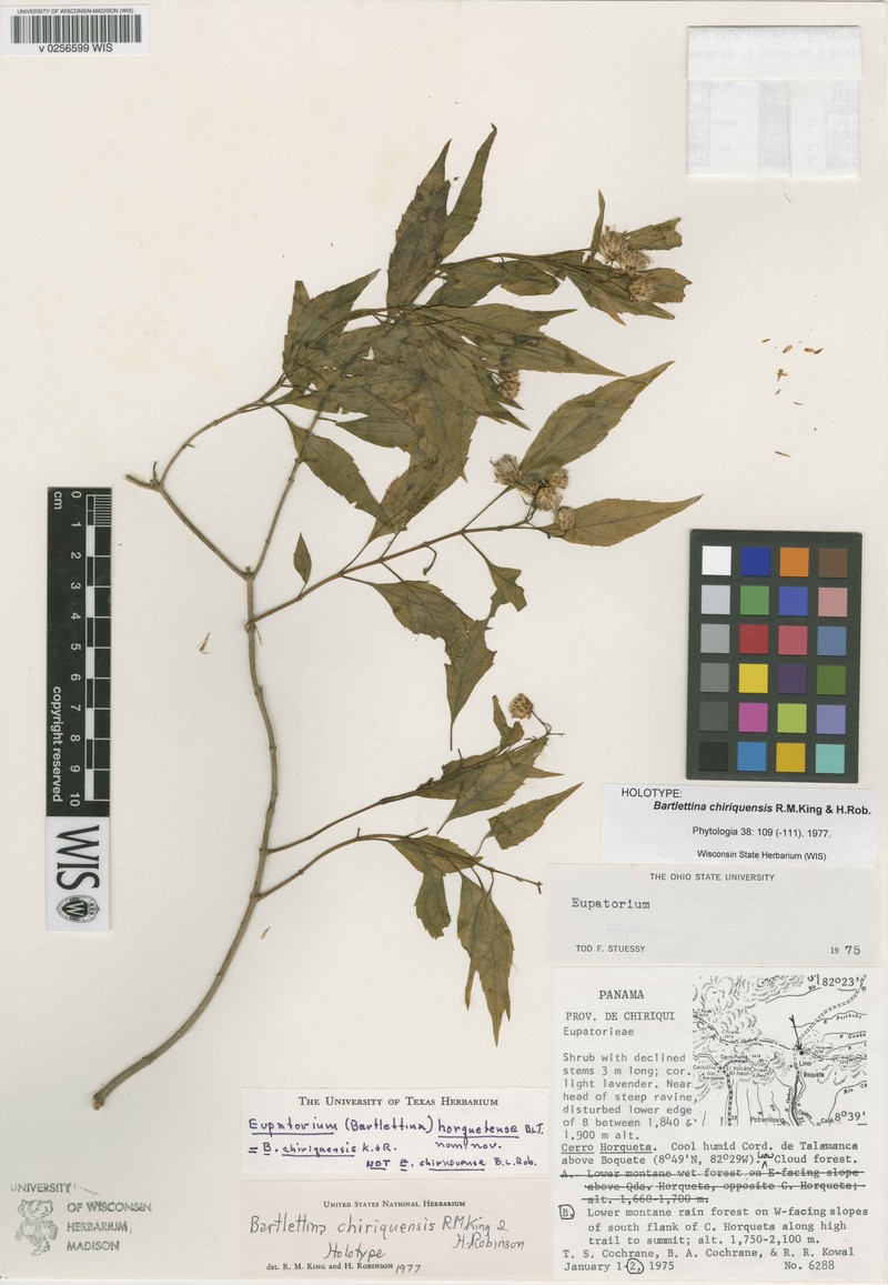 Bartlettina chiriquensis photo 2