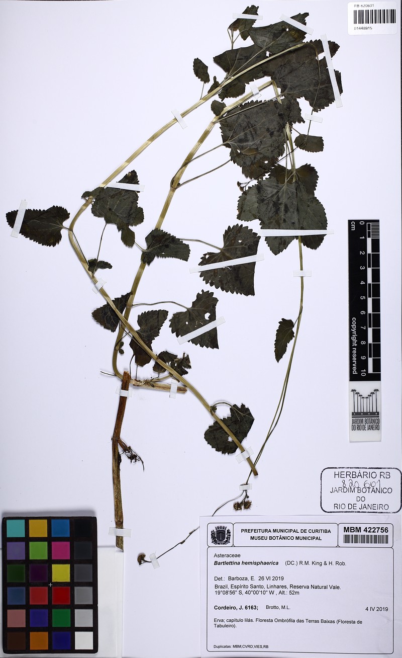 Bartlettina conspicua