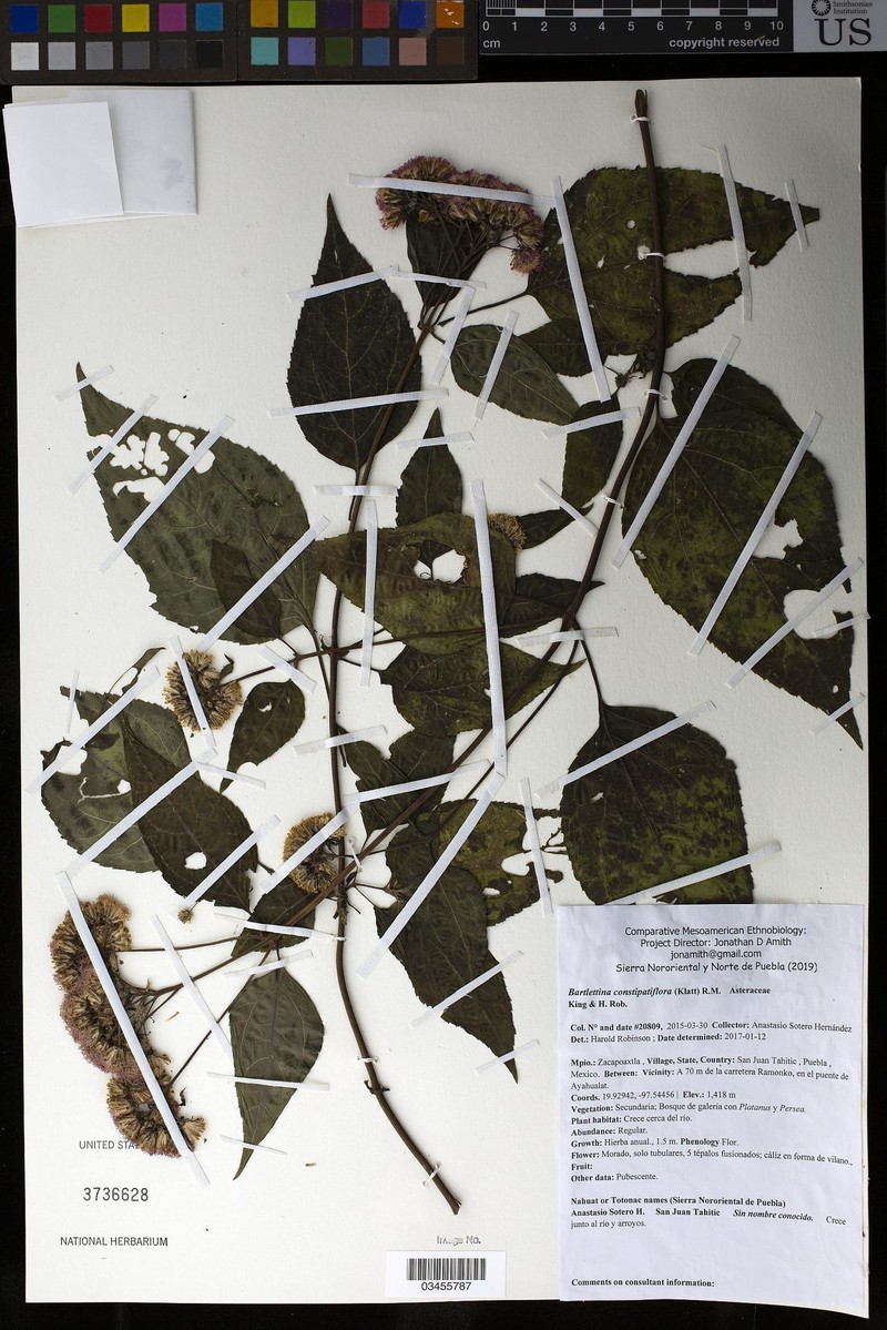 Bartlettina constipatiflora